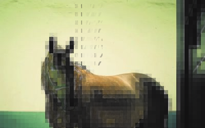 Benefits of Equilume LED Stable Lights for Performance Horses