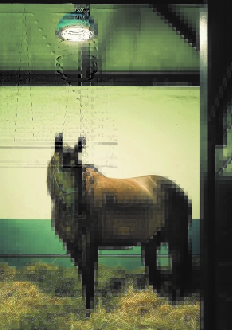Benefits of Equilume LED Stable Lights for Performance Horses