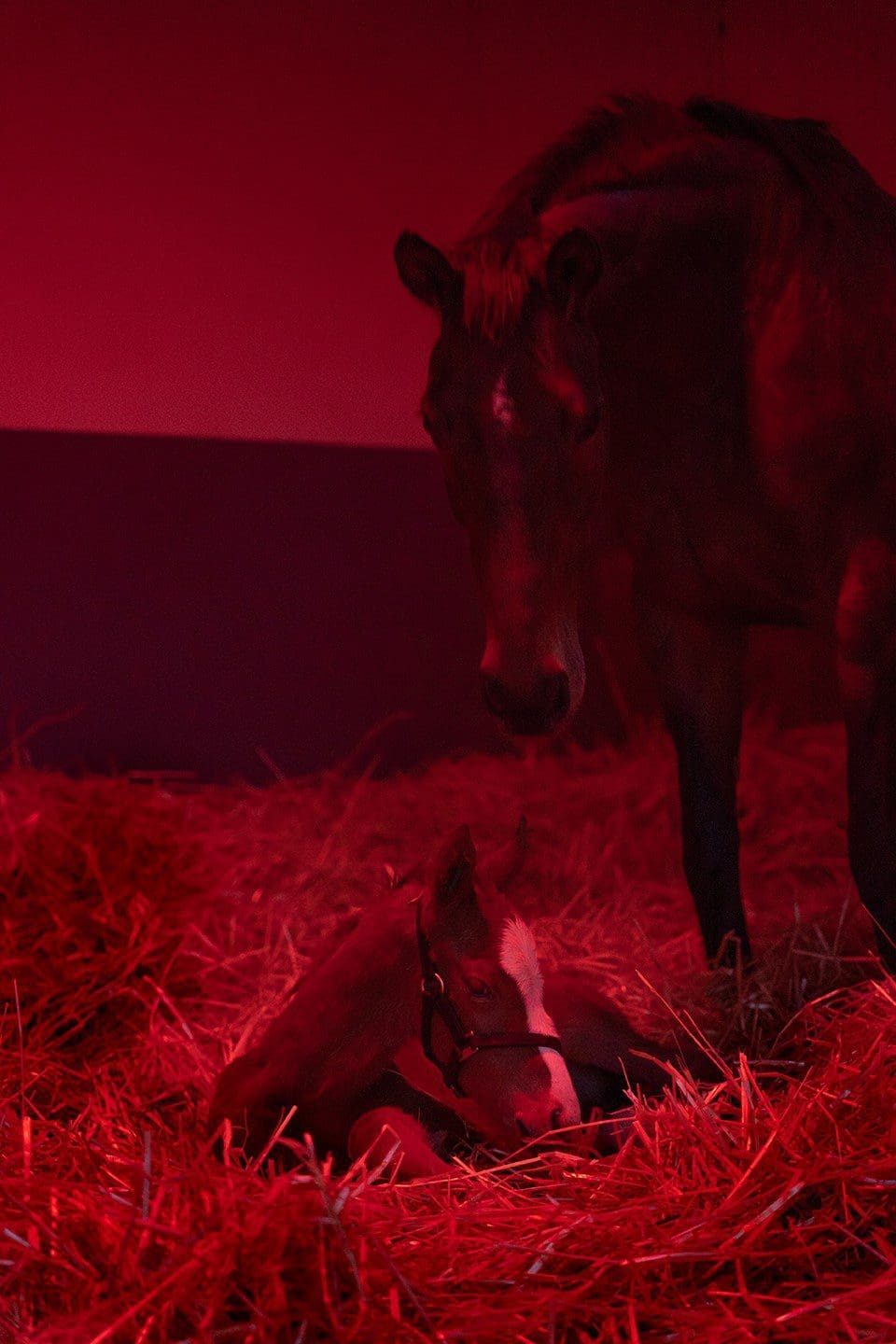 equilume-stable-light-at-night-when-foaling