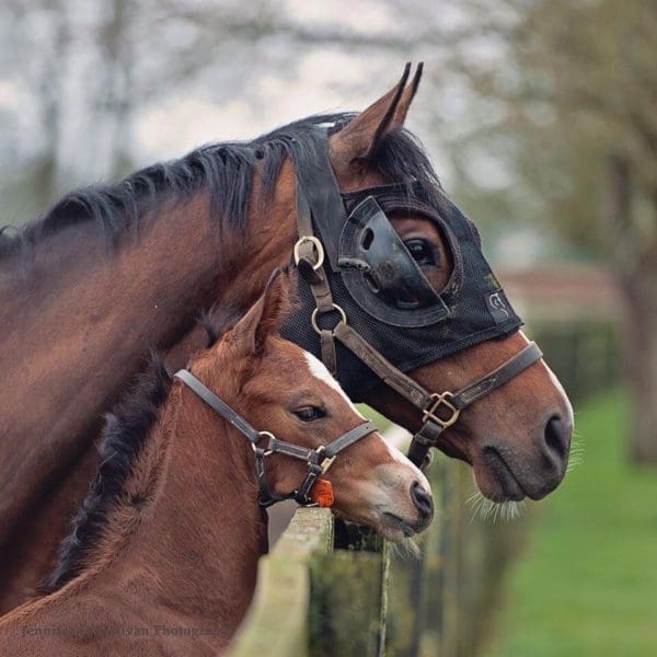 Equilume Light Mask - Model BELFIELD (Seasonal)