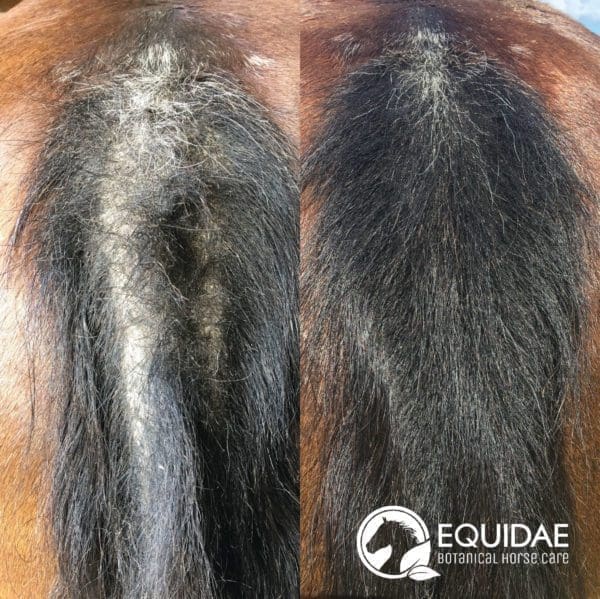 EQUIDAE Aloe Vera for horses- Soothing & Calm - Image 2