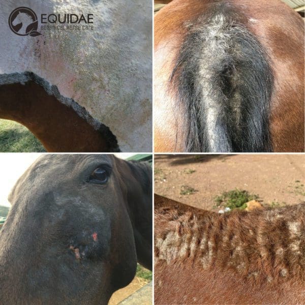 Equidae DERMAblend  - Horse Supplement for Skin & Coat - Image 3