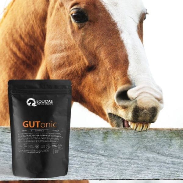 Equidae GUTonic - Equine care probiotic & ulcer treatment