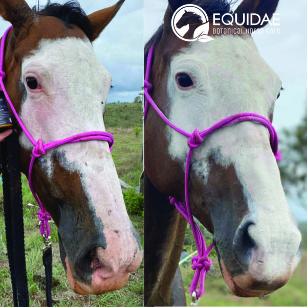 Horse with white blaze with Sunscreen powder