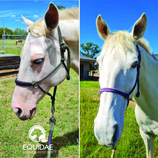 Applying sunscreen powder to white horse