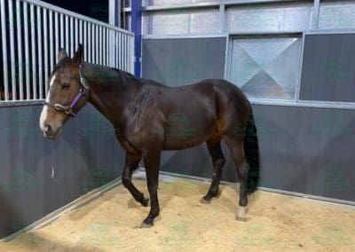 Horse enjoying his new stable