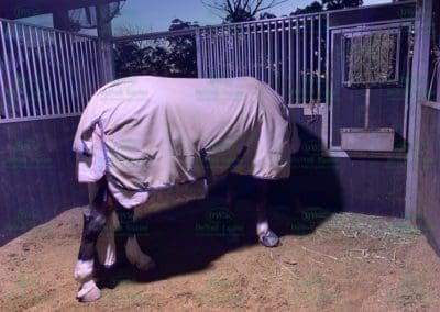 Equilume Blue Light for horse stables