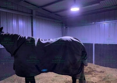 Lights for horse stables that assist with horse health