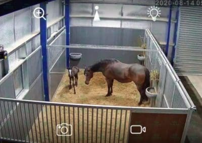 Converted Mare & foal Stable with swinging panel