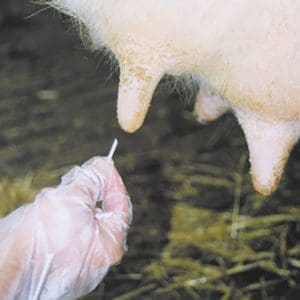 Teat Plugs with Ointment
