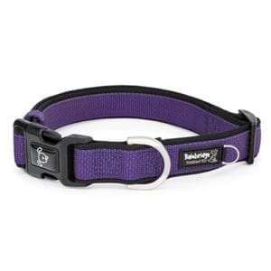 Purple dog collar