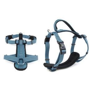 Blue dog harness